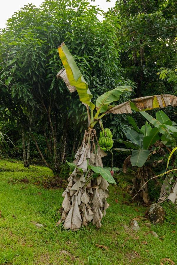 Rainforest Retreat 15 Min From The Beach Luquillo Luaran gambar